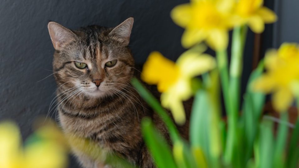 My Cat Is Not Cleaning Her Bum Properly 8 Reasons Why