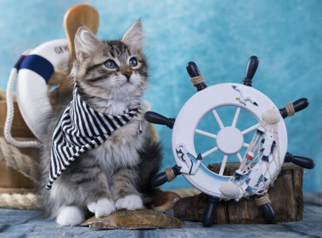 cat on a boat