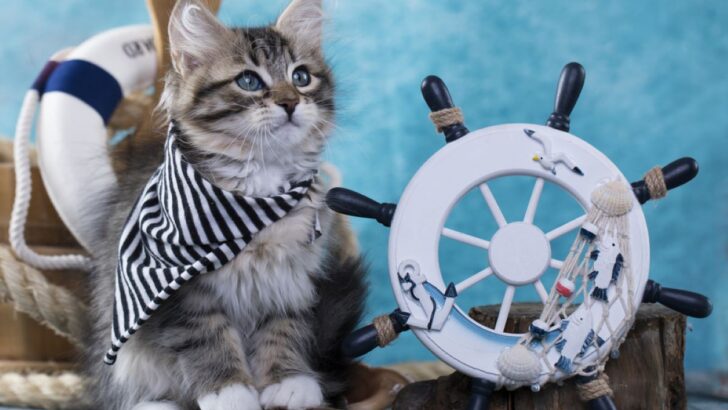 Kedi Teknede: Kedi Denizcinizi Nasıl Güvende Tutarsınız