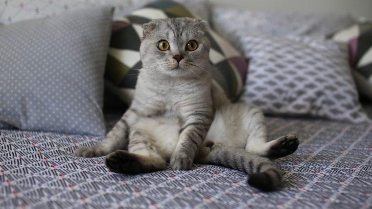 Kedim Neden İnsan Gibi Oturuyor? 8 Patili Olası Neden