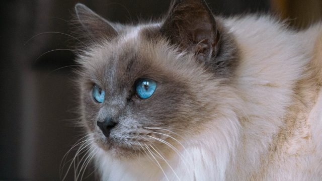 do all ragdolls have blue eyes