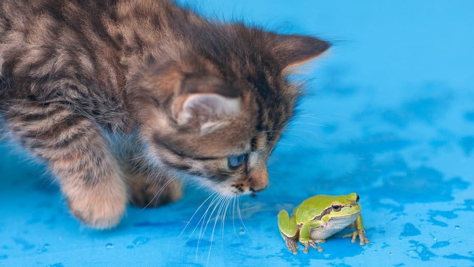 do cats eat frogs