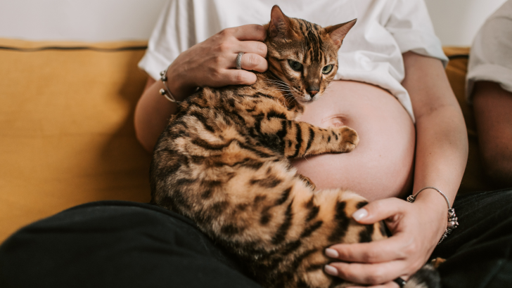 Hamile Olduğunuzda Kediler Size Yapışır mı? Bunu Hissedebilirler mi? 