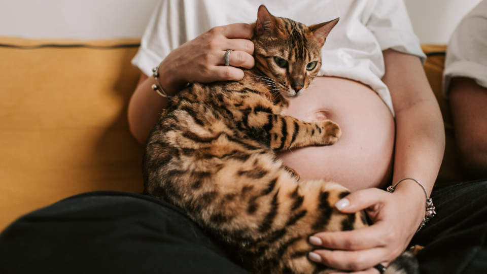 do-cats-get-clingy-when-you-re-pregnant-can-they-sense-it