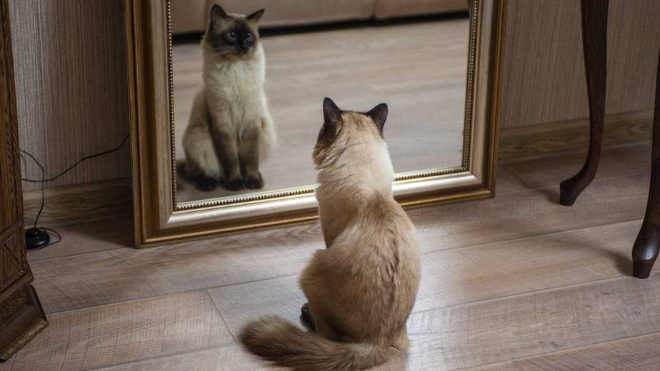 do cats understand mirrors