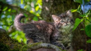 Do Owls Eat Cats? Should I Worry About My Kitty?