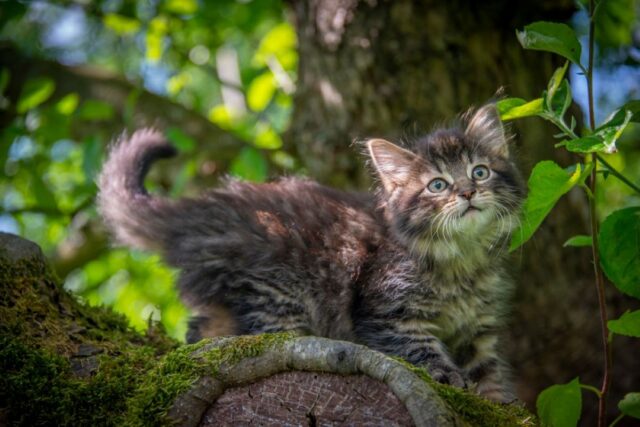 do owls eat cats