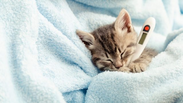 fever coat in cats
