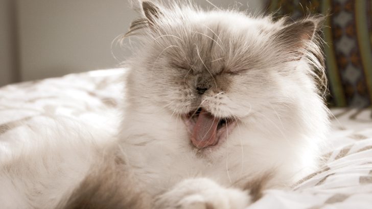 250+ Amazing Himalayan Cat Names For Your Fluffer