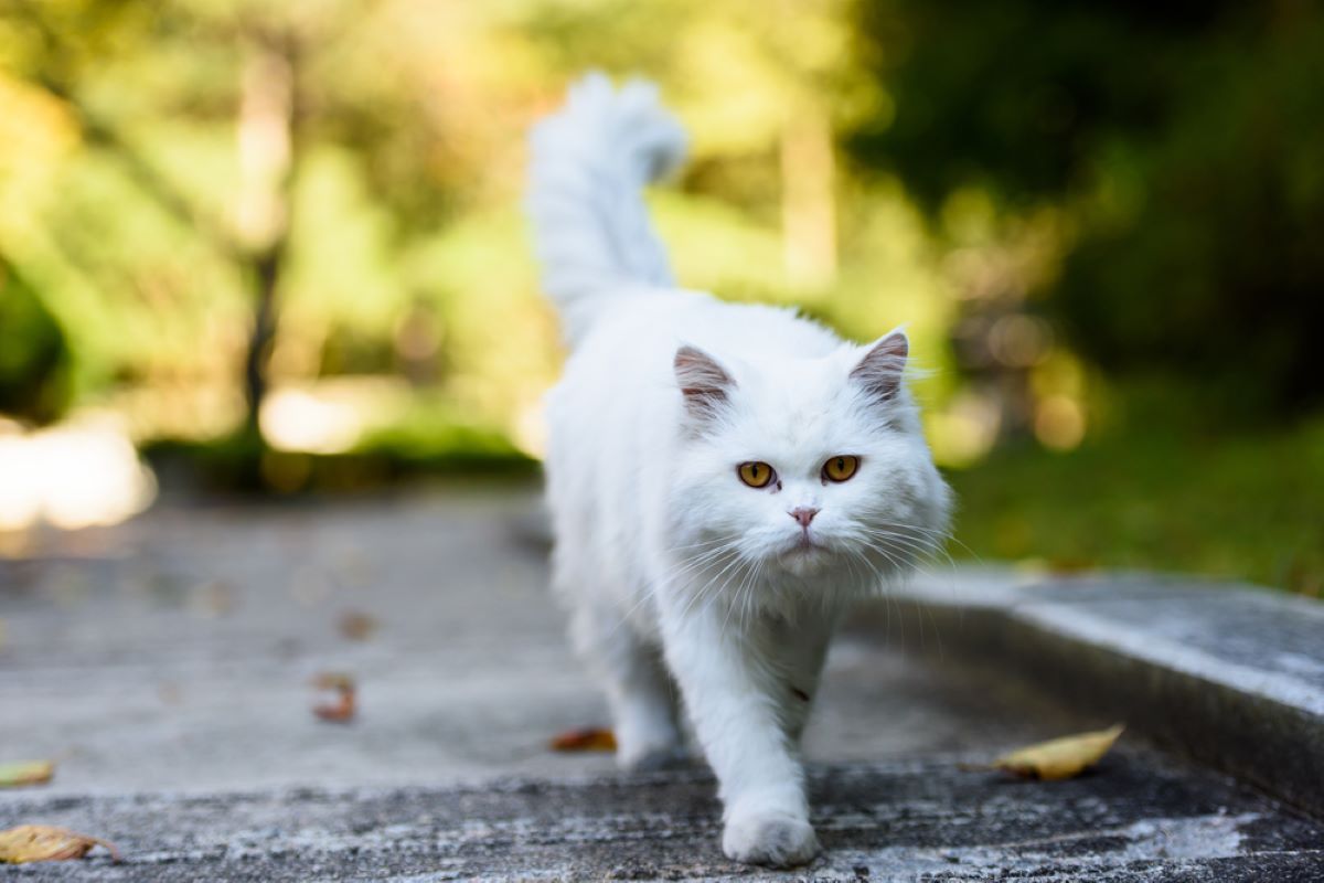 how long do persian cats live