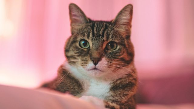how often to deworm cats