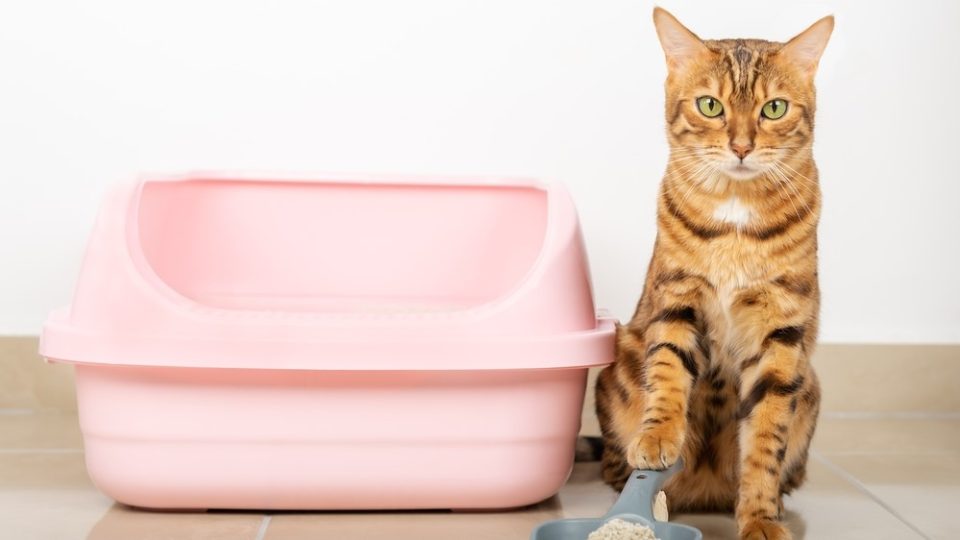22 Litter Box Cleaning Hacks That Will Change Your Life