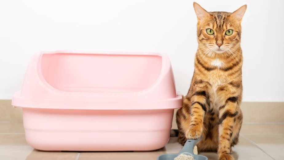 litter box cleaning hacks