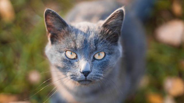 my cat doesn't purr