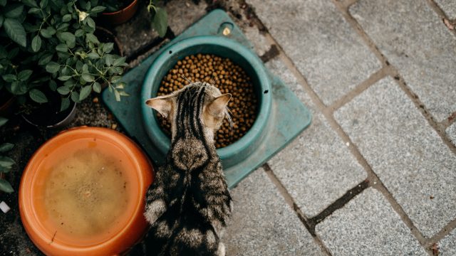 my cat is obsessed with food