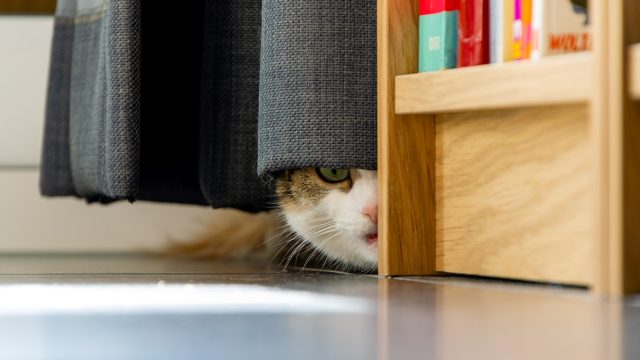 my cat is scared of something I can't see