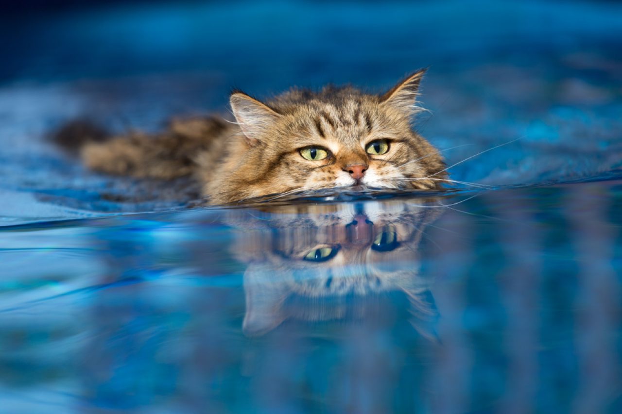 Kediler Yüzebilir mi? Onlar Doğal Katletler mi?