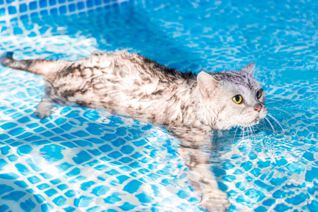 Can Cats Swim? Are They Natural Cathletes?