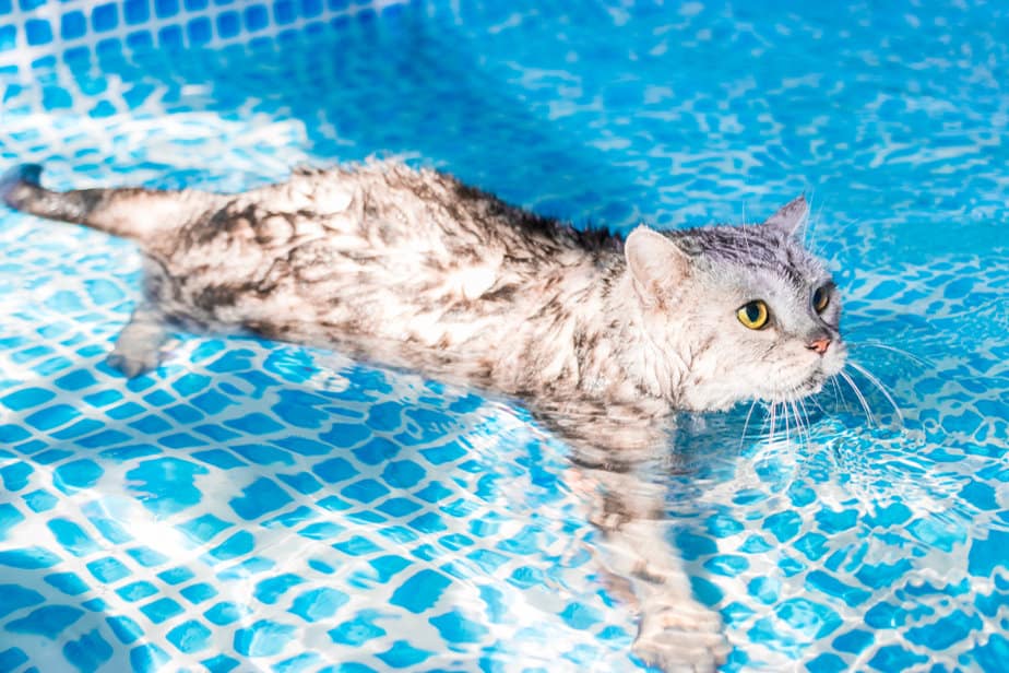 Can Cats Swim? Are They Natural Cathletes?