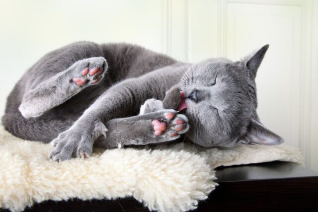 why do cats eat their hair