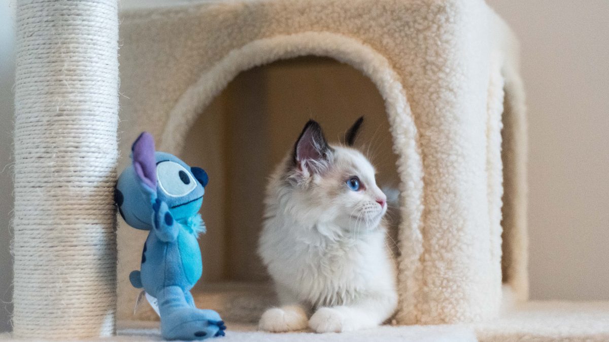 Why Does My Cat Bring Me Toys? What's The Secret Message?