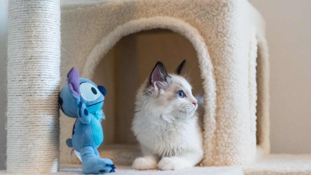 Why Does My Cat Bring Me Toys? What's The Secret Message?