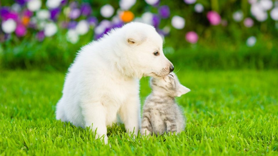 Why Does My Cat Lick My Dog? Are They Best Buddies?