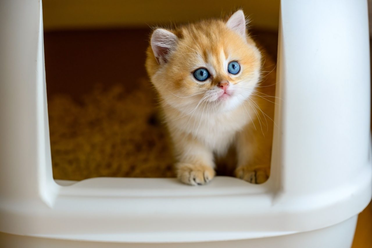 22 Litter Box Cleaning Hacks That Will Change Your Life