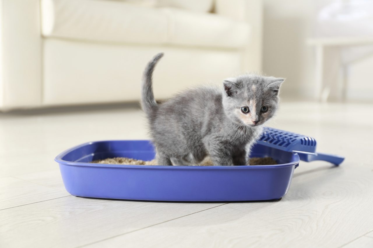 22 Litter Box Cleaning Hacks That Will Change Your Life