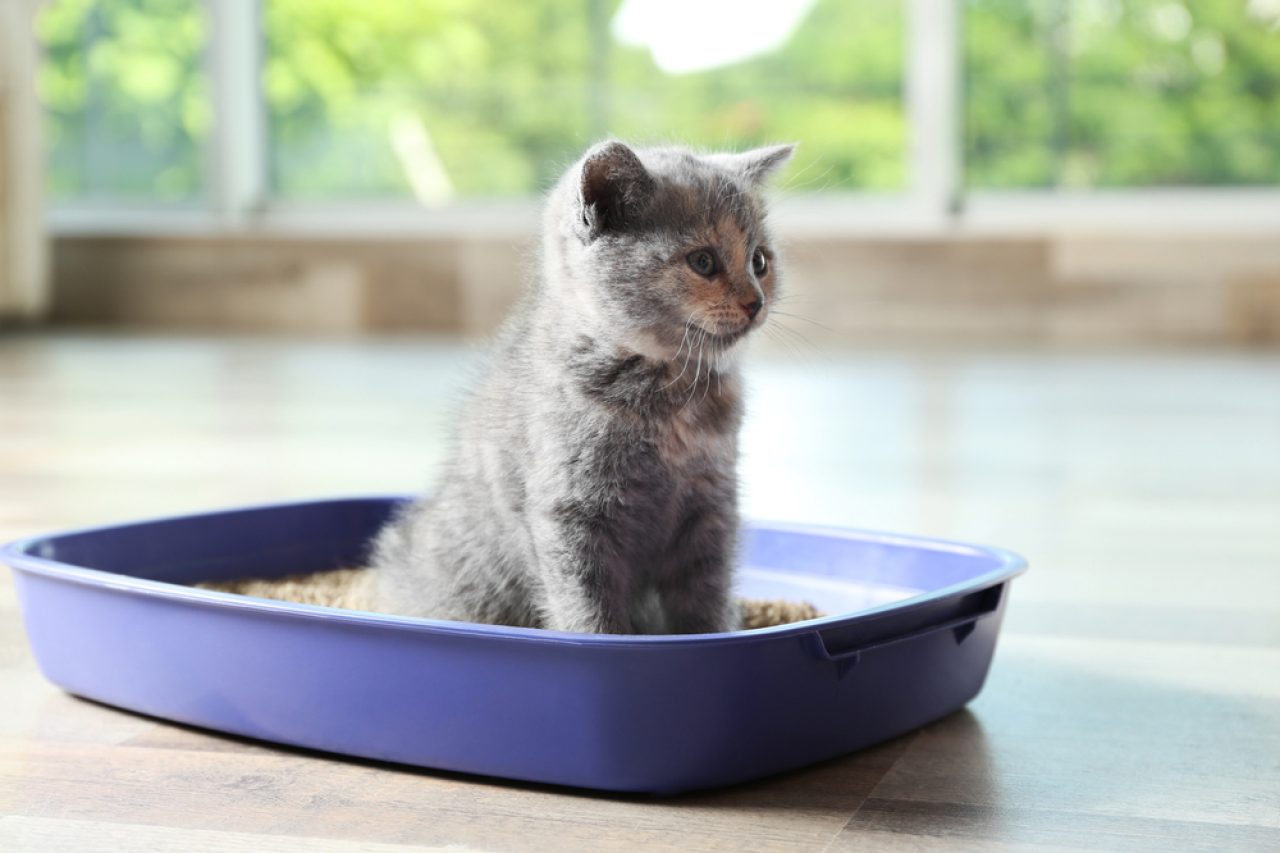 22 Litter Box Cleaning Hacks That Will Change Your Life