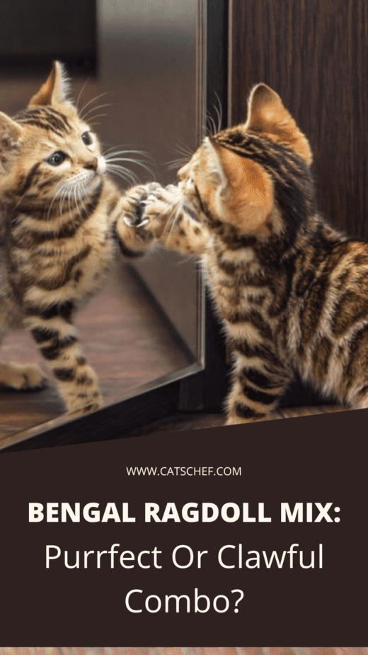 Bengal Ragdoll Karması: Mükemmel mi Yoksa Korkunç Bir Karışım mı?