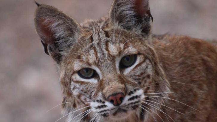 Bobcat Vs. House Cat: Here’s How To Tell The Difference