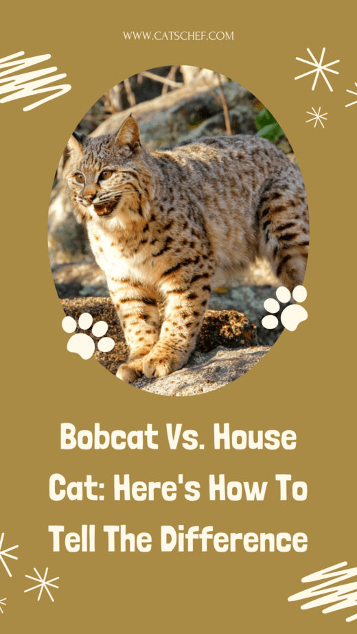 Bobcat Vs. House Cat: Here's How To Tell The Difference