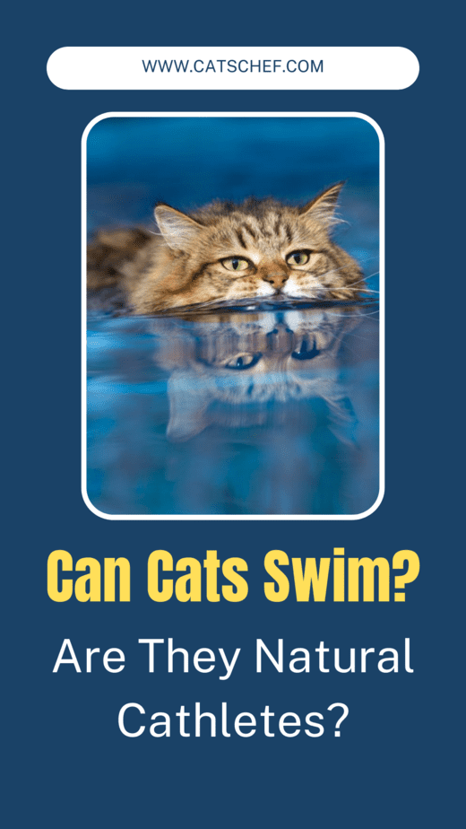 Can Cats Swim? Are They Natural Cathletes?