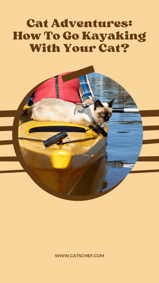 Cat Adventures: How To Go Kayaking With Your Cat?