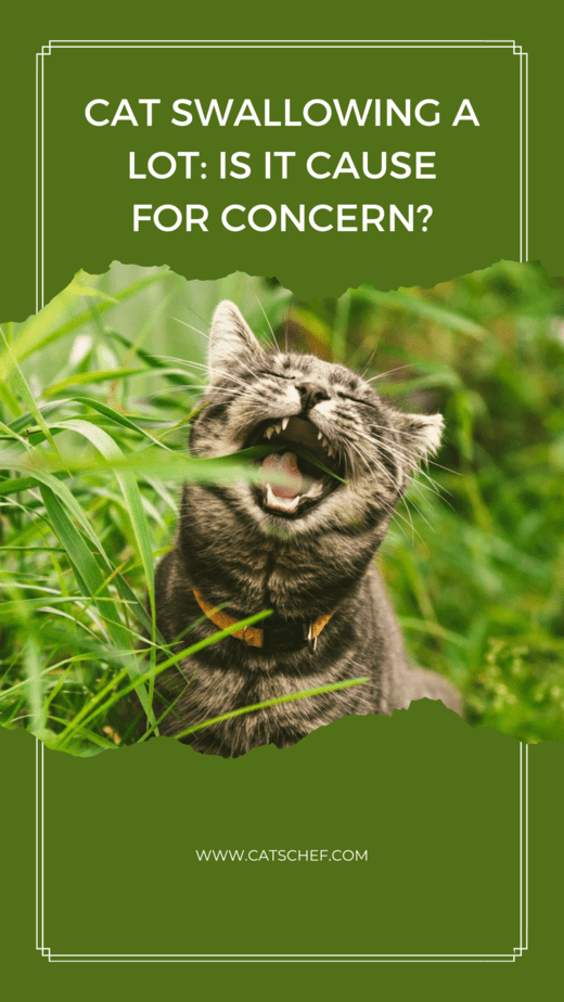Cat Swallowing A Lot: Is It Cause For Concern?