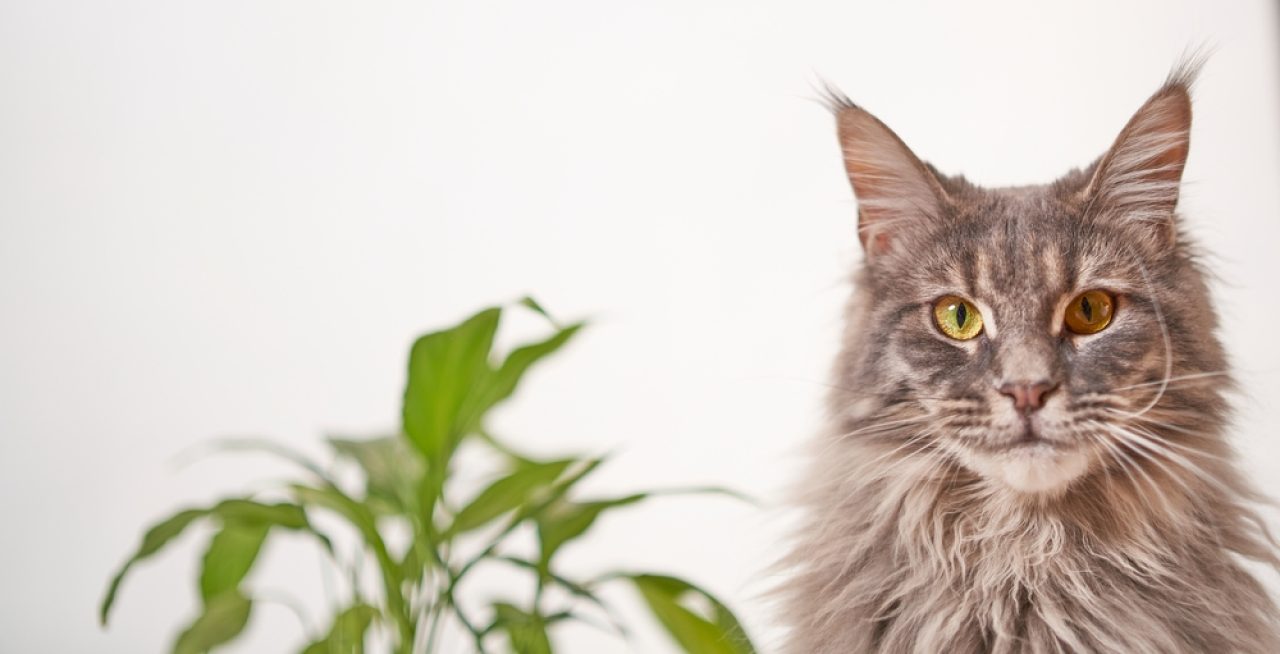 Kediler ve Statik Elektrik: Kedi Zaplarını Nasıl Durdurabilirsiniz?
