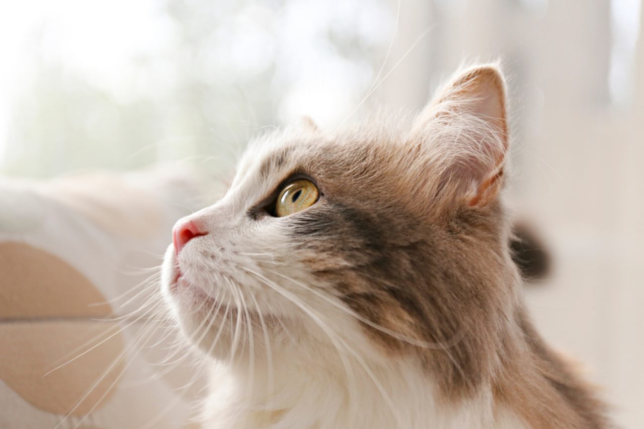 Kediler ve Statik Elektrik: Kedi Zaplarını Nasıl Durdurabilirsiniz?