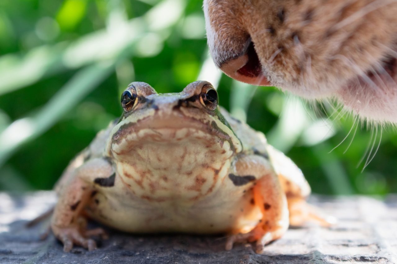 Do Cats Eat Frogs Is This On Your Gourmet's Menu