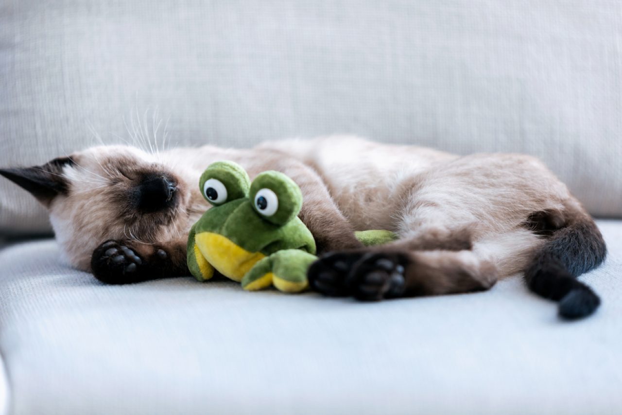 Kediler Kurbağa Yer mi Gurmenizin Menüsünde Bu Var mı