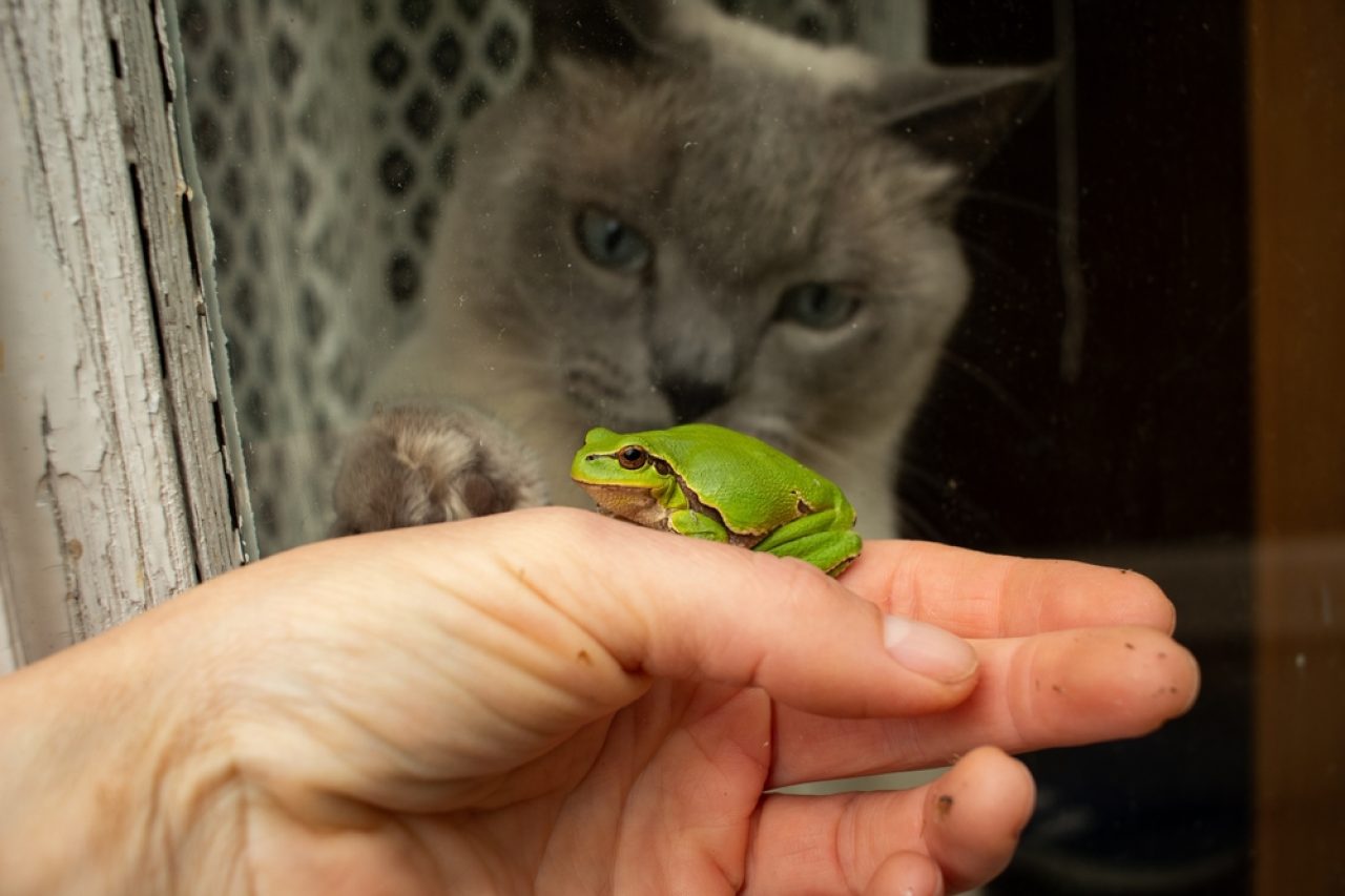 Kediler Kurbağa Yer mi Gurmenizin Menüsünde Bu Var mı