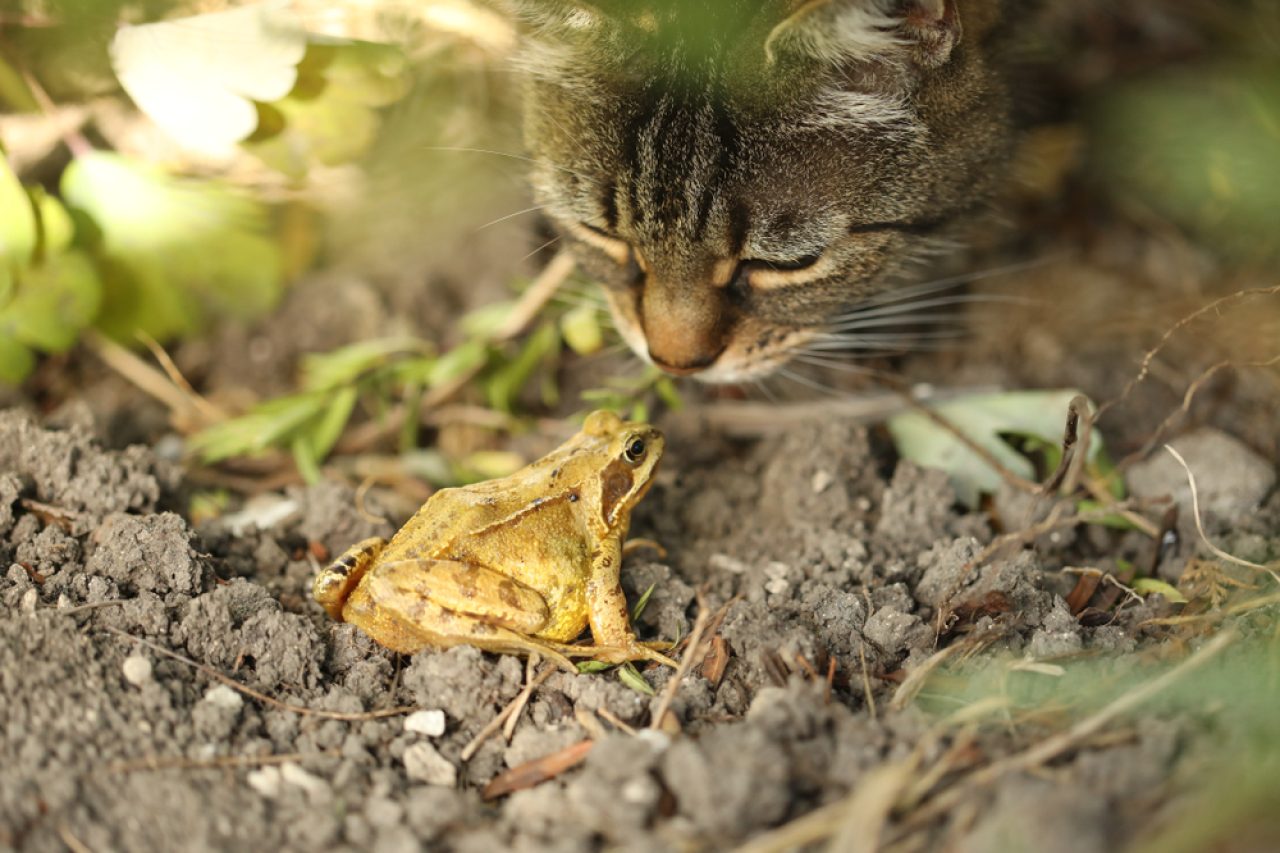 Do Cats Eat Frogs Is This On Your Gourmet's Menu