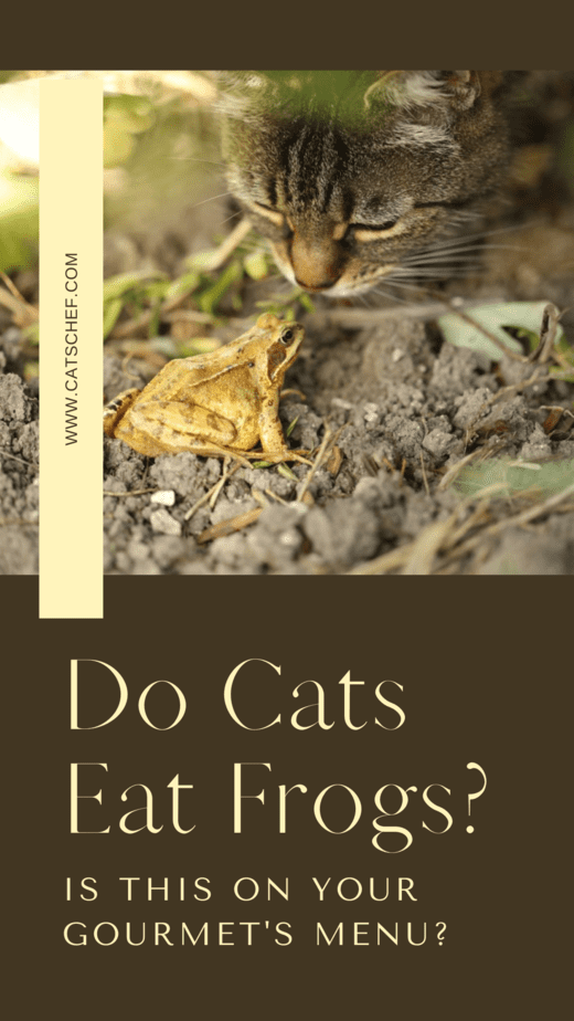 Do Cats Eat Frogs? Is This On Your Gourmet's Menu?