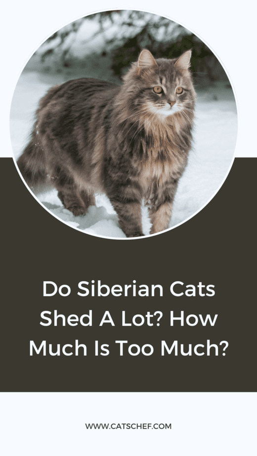Do Siberian Cats Shed A Lot? How Much Is Too Much?