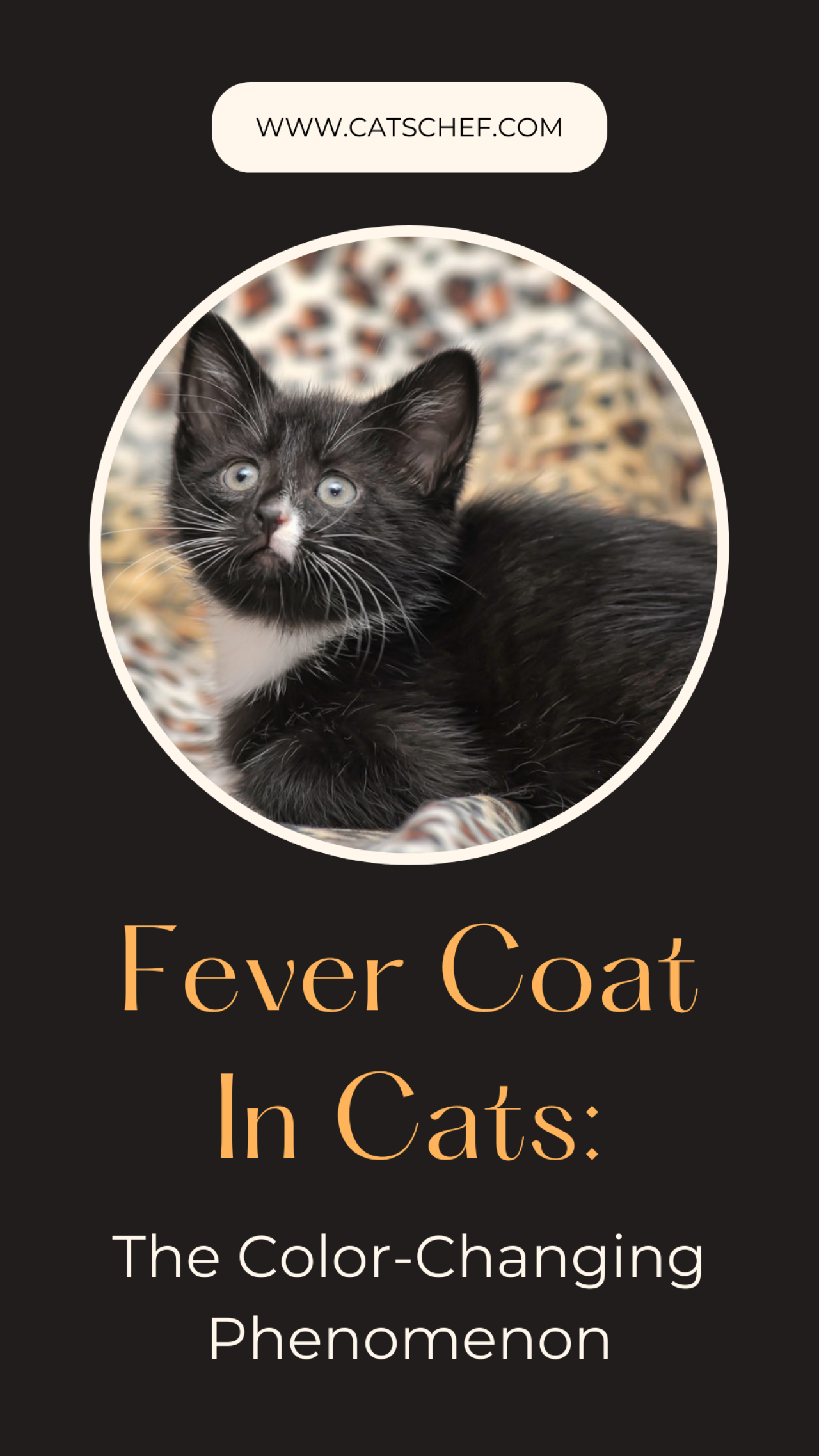 Fever Coat In Cats The ColorChanging Phenomenon