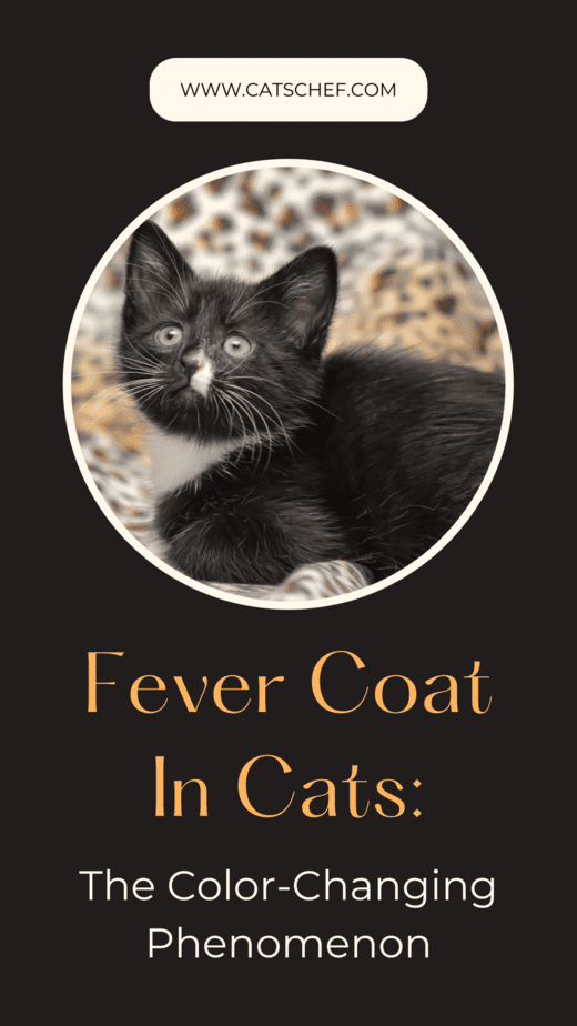 Fever Coat In Cats: The Color-Changing Phenomenon