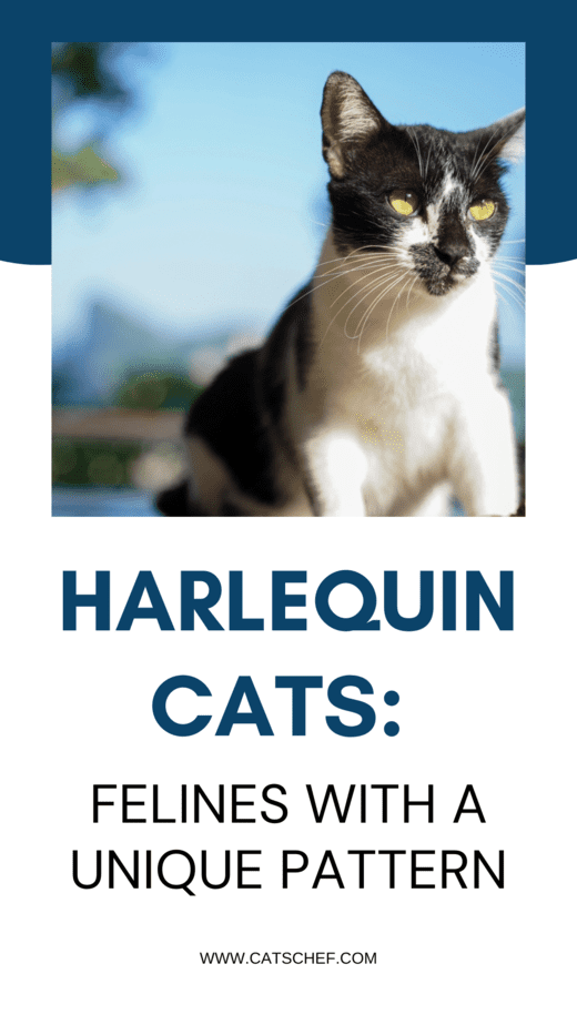 Harlequin Cats: Felines With A Unique Pattern