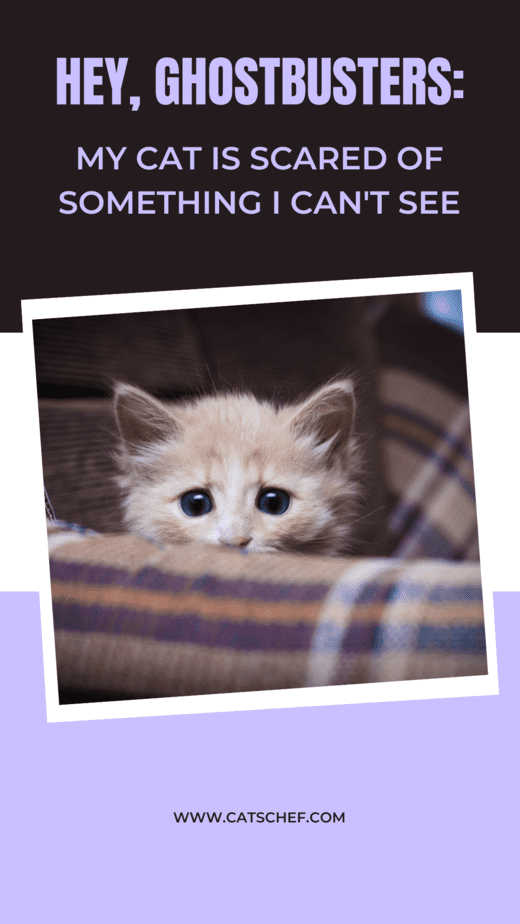 Hey, Hayalet Avcıları: Kedim Göremediğim Bir Şeyden Korkuyor