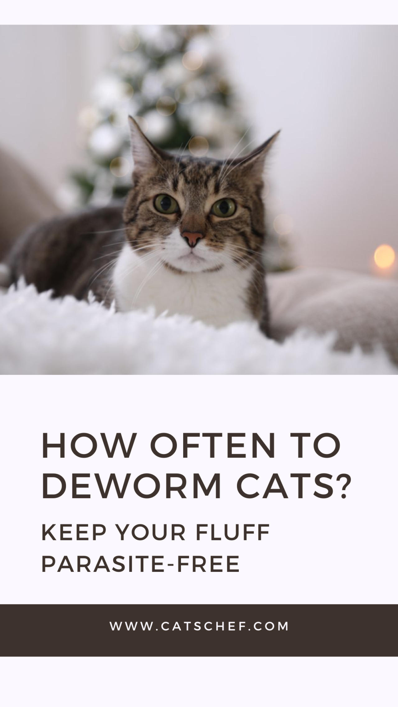 How Often To Deworm Cats? Keep Your Fluff ParasiteFree