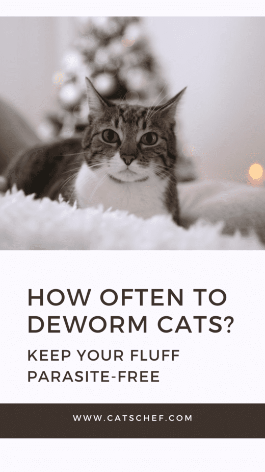 How Often To Deworm Cats? Keep Your Fluff Parasite-Free